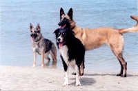 trio_ob
