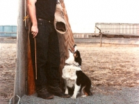 maglee-1