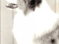 mikey-1
