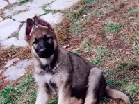 dax_20071011