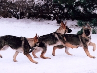 dax_200712