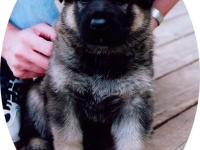 dax_8wk-1