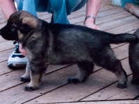dax_8wk-2
