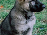 dax_8wk