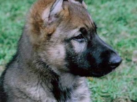 dax_8wk2
