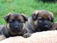 puppies