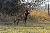 131112-malinois-00130