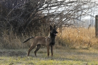 131112-malinois-00136