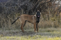 131112-malinois-00183