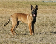 131112-malinois-00249