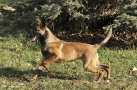 131112-malinois-00298