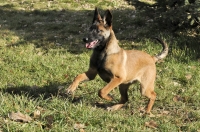 131112-malinois-00299