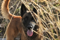 131112-malinois-00357