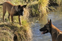 131112-malinois-00382