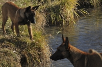 131112-malinois-00383