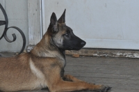 131112-malinois-00427