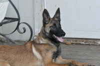 131112-malinois-00432