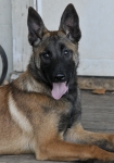 131112-malinois-00433
