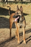 131112-malinois-00477
