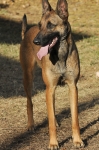 131112-malinois-00484